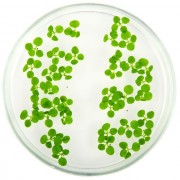 microbiologia-5